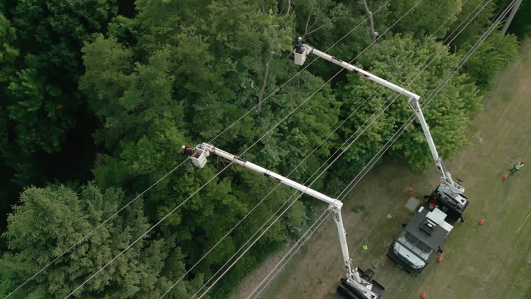 Best Tree Trimming and Pruning  in West Dundee, IL